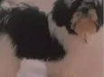 Bartô