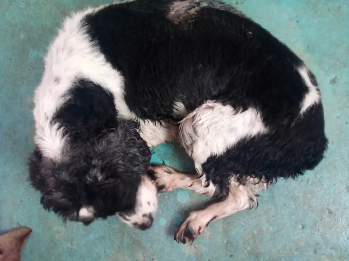 Cachorro ra a SRD-ViraLata idade 6 ou mais anos nome Snoopy 