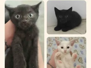 Gato raça SRD-ViraLata idade Abaixo de 2 meses nome Lindos bebês