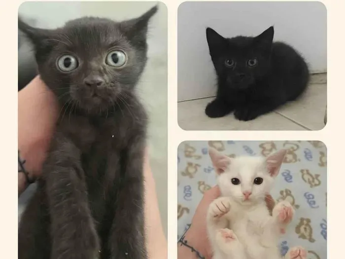 Gato ra a SRD-ViraLata idade Abaixo de 2 meses nome Lindos bebês