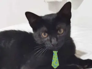 Gato raça SRD-ViraLata idade 2 a 6 meses nome Gael 