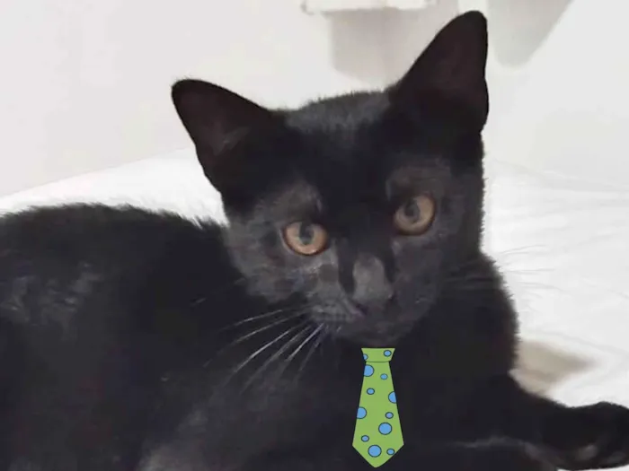 Gato ra a SRD-ViraLata idade 2 a 6 meses nome Gael 