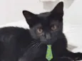 Gael