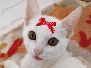 Gato raça SRD-ViraLata idade 2 a 6 meses nome Naomi 