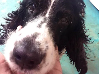 Cachorro raça SRD-ViraLata idade 6 ou mais anos nome Snoopy 