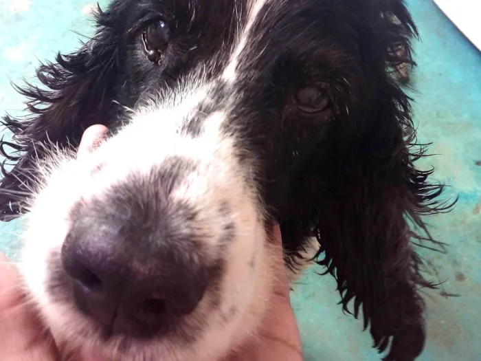Cachorro ra a SRD-ViraLata idade 6 ou mais anos nome Snoopy 