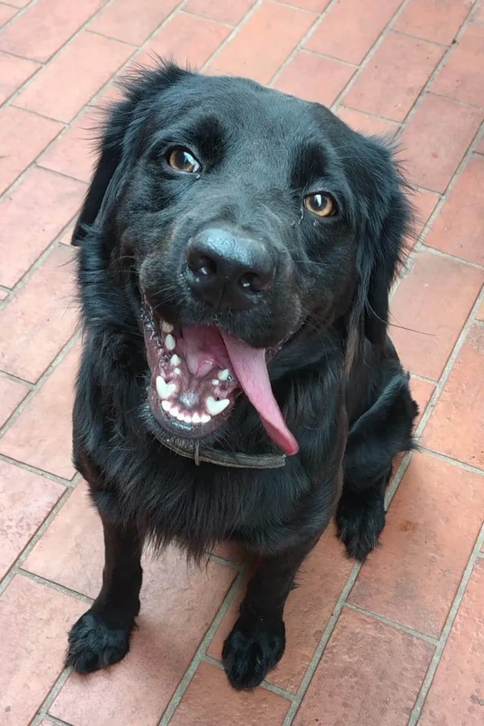 Cachorro ra a Labrador idade 2 anos nome Niko 
