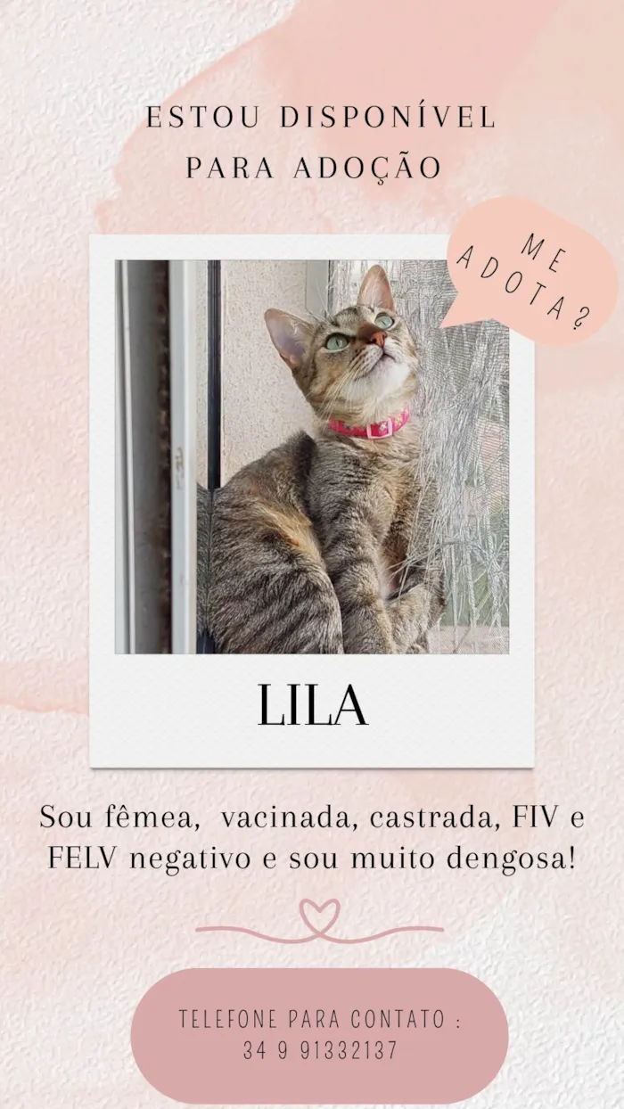 Gato ra a SRD-ViraLata idade 1 ano nome Lila