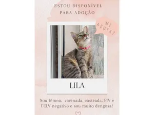 Gato raça SRD-ViraLata idade 1 ano nome Lila
