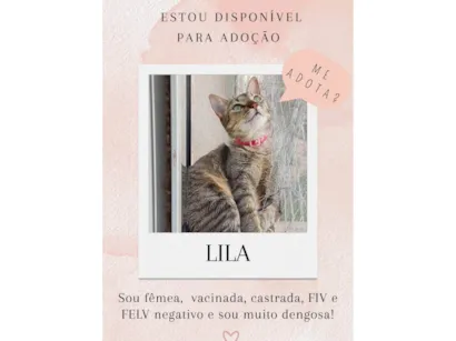 Gato raça SRD-ViraLata idade 1 ano nome Lila