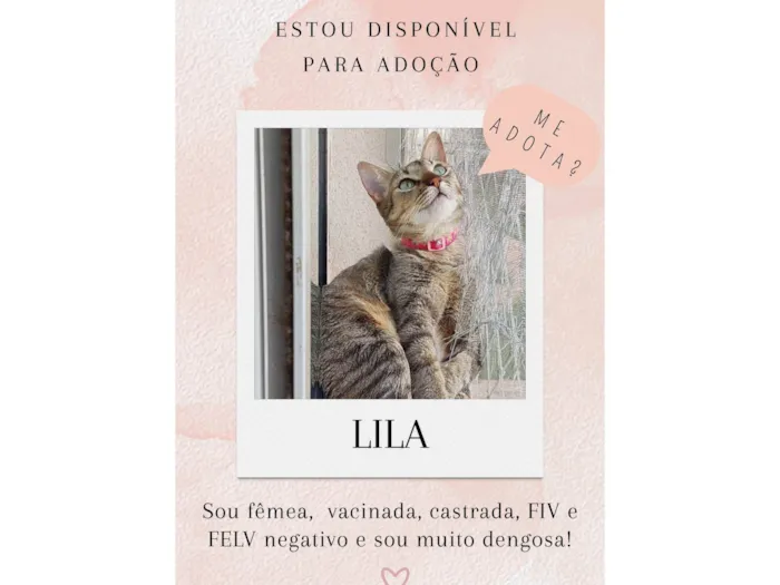 Gato ra a SRD-ViraLata idade 1 ano nome Lila