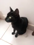 Luna resgatada 