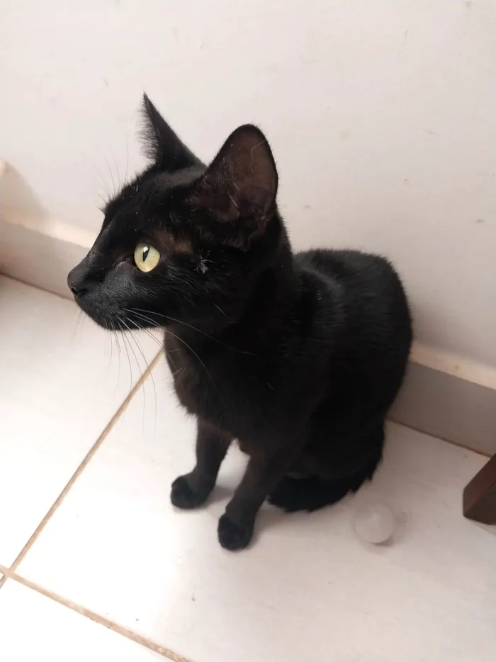 Gato ra a SRD-ViraLata idade 1 ano nome Luna resgatada 