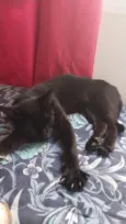 Luna resgatada 