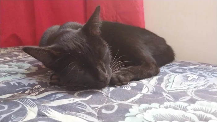 Gato ra a SRD-ViraLata idade 1 ano nome Luna resgatada 