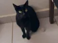 Luna resgatada 