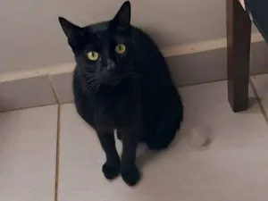 Gato raça SRD-ViraLata idade 2 a 6 meses nome Gatinha resgatada
