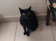 Luna resgatada 