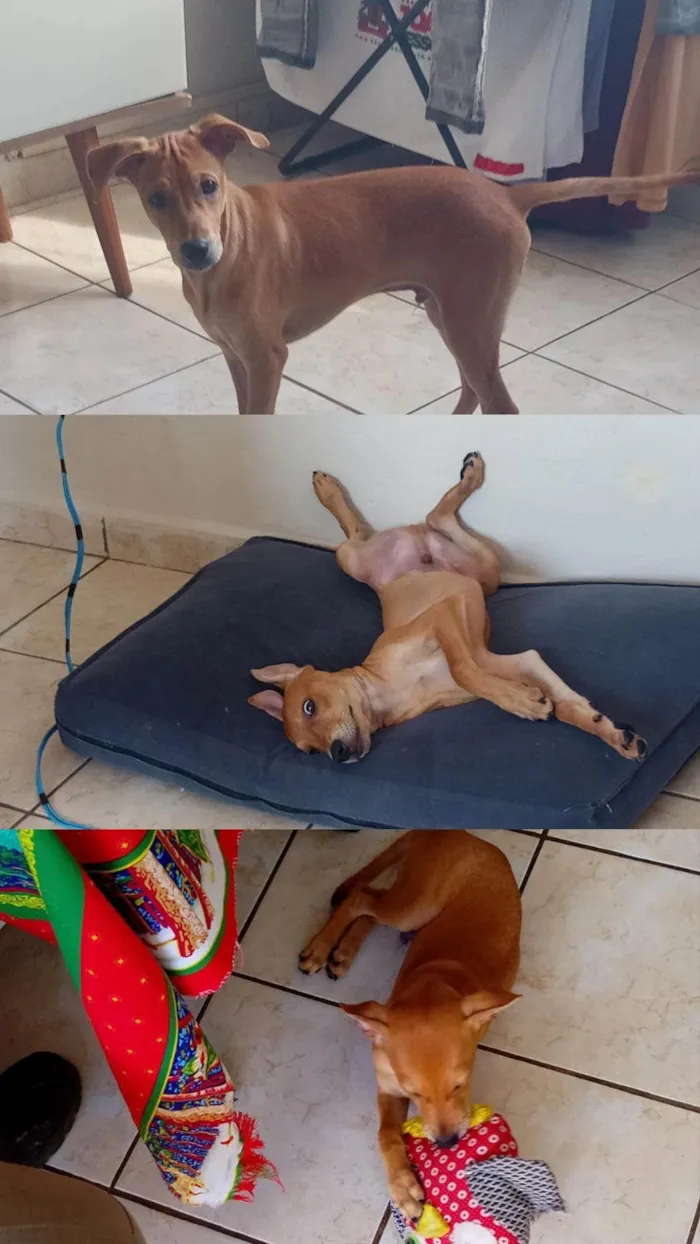 Cachorro ra a SRD-ViraLata idade 2 a 6 meses nome Fred