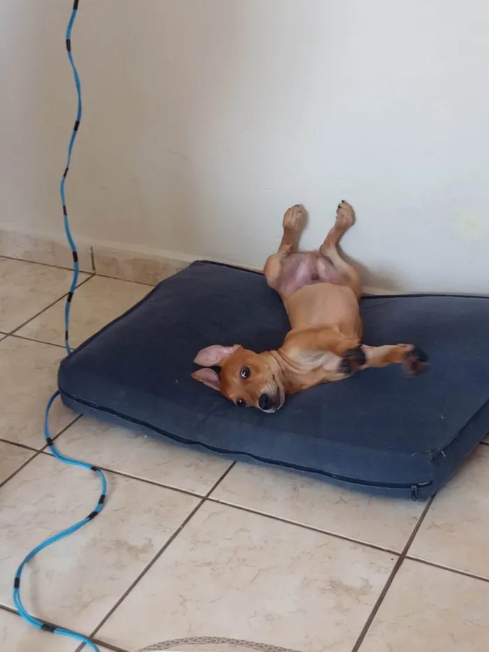 Cachorro ra a SRD-ViraLata idade 2 a 6 meses nome Fred