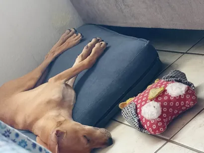 Cachorro raça SRD-ViraLata idade 2 a 6 meses nome Fred