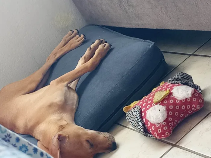 Cachorro ra a SRD-ViraLata idade 2 a 6 meses nome Fred