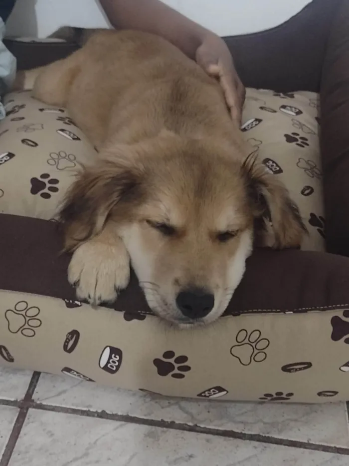 Cachorro ra a SRD-ViraLata idade 2 a 6 meses nome Paçoca