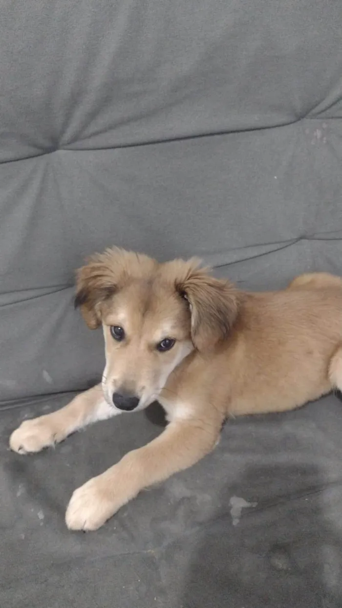 Cachorro ra a SRD-ViraLata idade 2 a 6 meses nome Paçoca