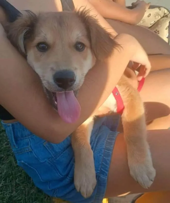 Cachorro ra a SRD-ViraLata idade 2 a 6 meses nome Paçoca