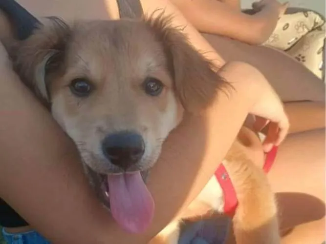 Cachorro ra a SRD-ViraLata idade 2 a 6 meses nome Paçoca