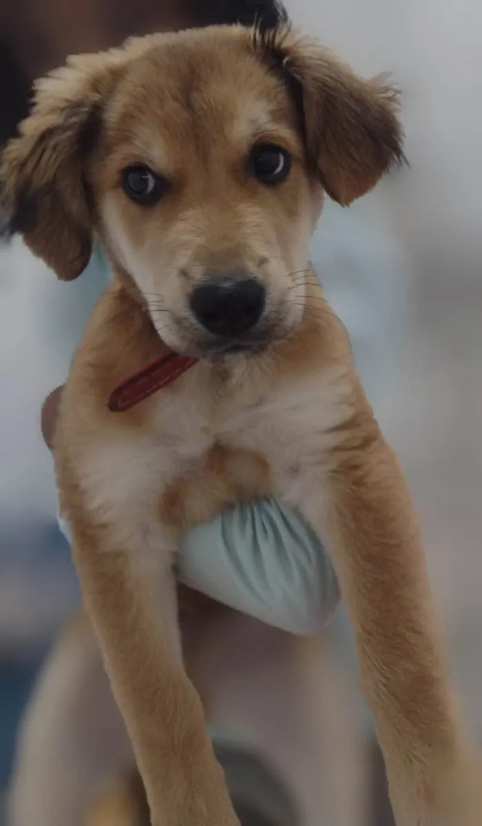 Cachorro ra a SRD-ViraLata idade 2 a 6 meses nome Paçoca