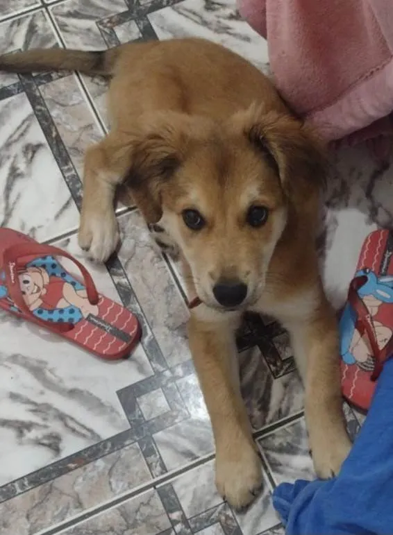 Cachorro ra a SRD-ViraLata idade 2 a 6 meses nome Paçoca