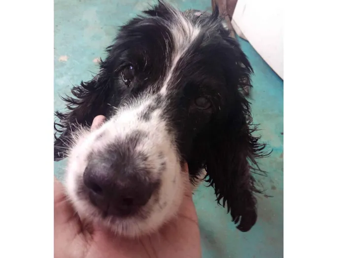 Cachorro ra a SRD-ViraLata idade 6 ou mais anos nome Snoopy 