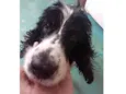 Snoopy