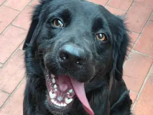 Cachorro raça Labrador idade 2 anos nome Niko 