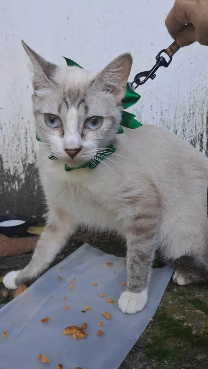Gato ra a SRD-ViraLata idade 7 a 11 meses nome MARIAH