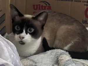 Gato raça SRD-ViraLata idade 7 a 11 meses nome Marrozinha