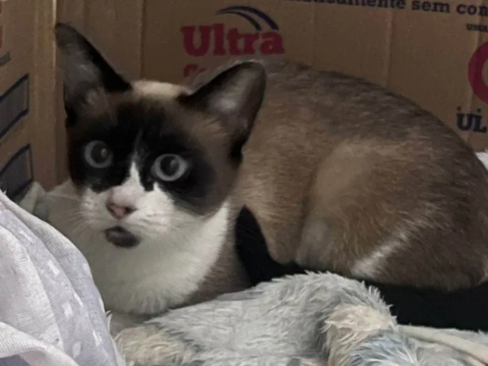 Gato ra a SRD-ViraLata idade 7 a 11 meses nome Marrozinha