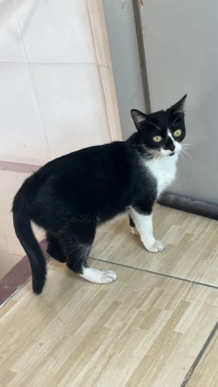 Gato ra a SRD-ViraLata idade 7 a 11 meses nome Branquinha 