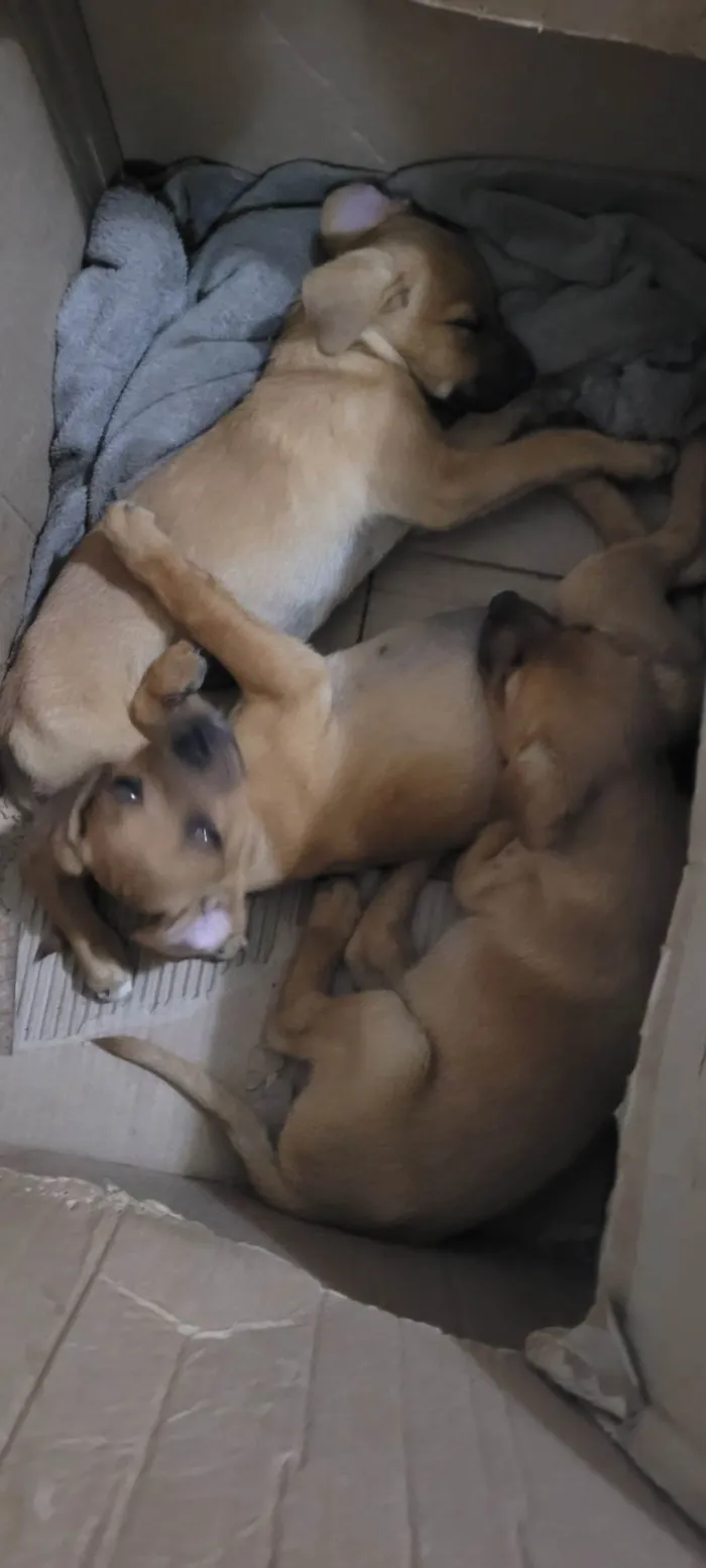 Cachorro ra a SRD-ViraLata idade Abaixo de 2 meses nome Sem nome 