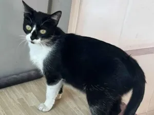 Gato raça SRD-ViraLata idade 7 a 11 meses nome Branquinha 