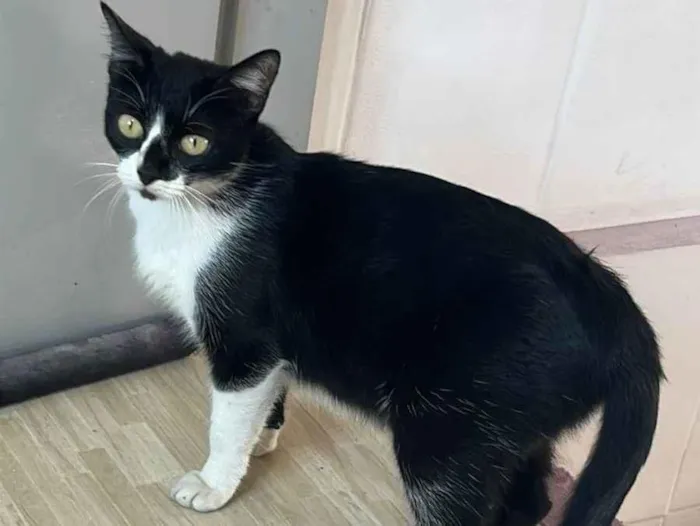 Gato ra a SRD-ViraLata idade 7 a 11 meses nome Branquinha 