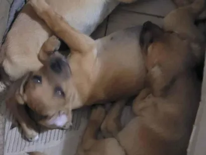 Cachorro raça SRD-ViraLata idade Abaixo de 2 meses nome Sem nome 