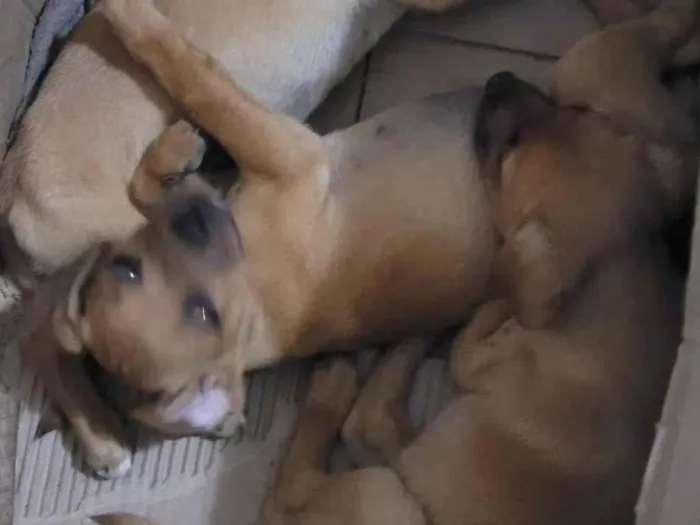 Cachorro ra a SRD-ViraLata idade Abaixo de 2 meses nome Sem nome 
