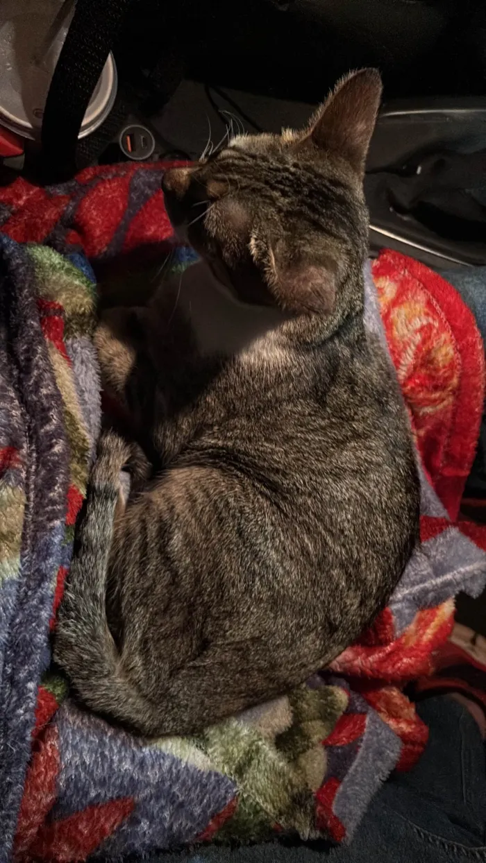 Gato ra a SRD-ViraLata idade 7 a 11 meses nome Marola