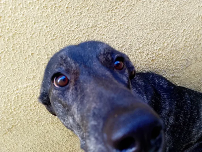 Cachorro ra a SRD-ViraLata idade 2 anos nome Luna