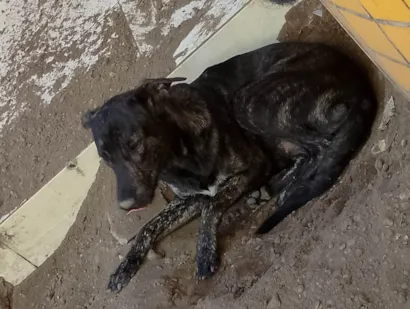 Cachorro raça SRD-ViraLata idade 2 anos nome Luna