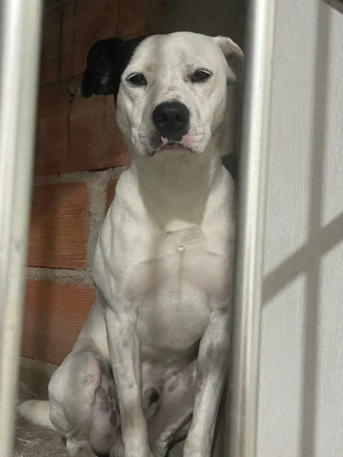 Cachorro ra a SRD-ViraLata idade 7 a 11 meses nome Adoção Urgente