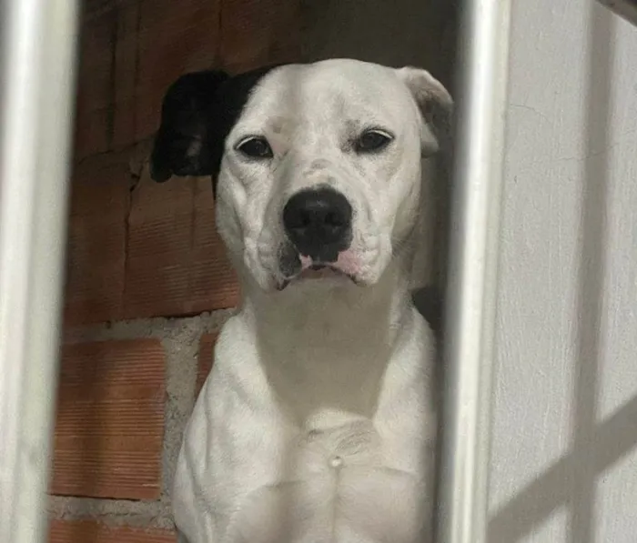 Cachorro ra a SRD-ViraLata idade 7 a 11 meses nome Adoção Urgente