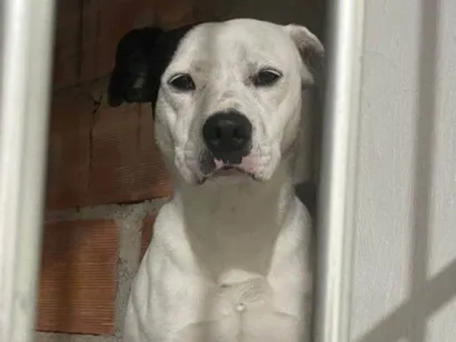 Cachorro raça SRD-ViraLata idade 7 a 11 meses nome Adoção Urgente